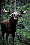 arg, djur, dggdjur, horn, hornkrona, ilska, irriterad, konung, oxe, skog, skogens, tjur, lg, lgar, lgoxe, lgtjur