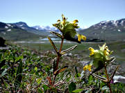 biotop, biotoper, blommor, fjll, fjllblommor, fjllen, fjllnatur, gul, natur, Padjelanta, rhinanthus minor, vxter, ngsmark, ngsskallra