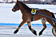 diverse, hst, hstar, istrav, kallblod, sport, trav, travhstar, travsport, vinter, re, resjn