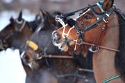 diverse, hst, hstar, istrav, sport, trav, travhstar, travsport, vinter, re, resjn