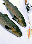 fisk, fiske, Friningen, pimpel, pimpelfiske, pimpelsp, sportfiske, ring