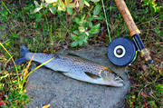 fisk, fiske, flugfiske, sportfiske, delfisk, ring