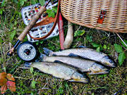 fiskar, fiske, flugfiske, sportfiske, ring, ringar