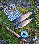fiske, fluga, flugfiske, flugsp, sportfiske, ringar