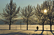 Badhusparken, frost, Jmtland, kallt, kyla, midvinter, park, rimfrost, stmning, stmningsbild, stmningsbilder, vinter, vinterstaden, vinterstmning, stersund