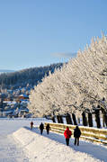 Badhusparken, frost, Jmtland, kallt, kyla, midvinter, park, rimfrost, stmning, stmningsbild, stmningsbilder, vinter, vinterstaden, vinterstmning, stersund