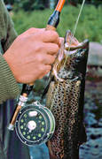fiske, fluga, flugfiske, flugsp�, sportfiske, �ring